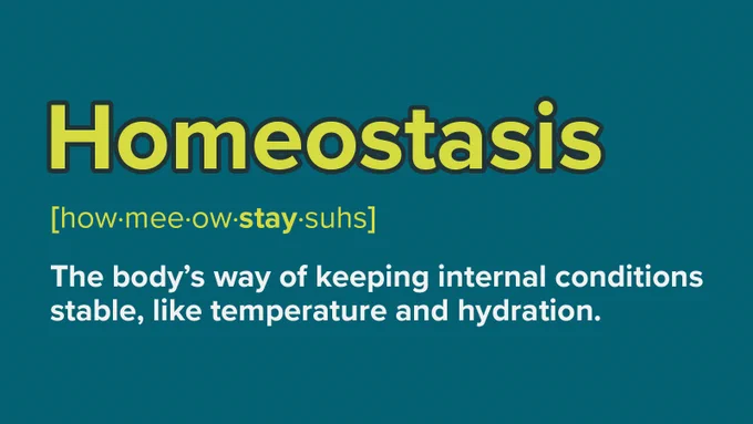"Homeostasis" defined as the body's way of maintaining stable internal conditions, such as temperature and hydration.