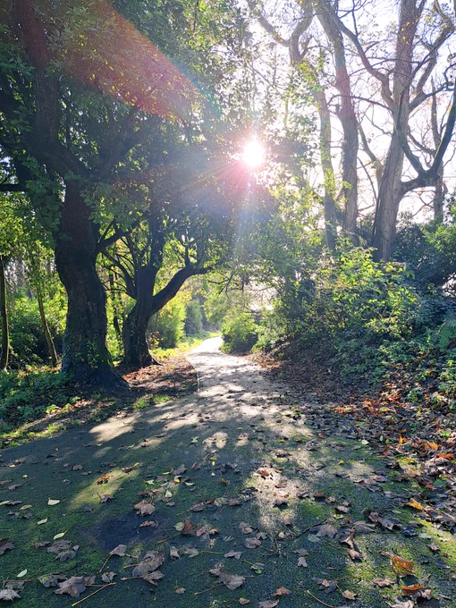 The path cutting through the trees with the sun shining