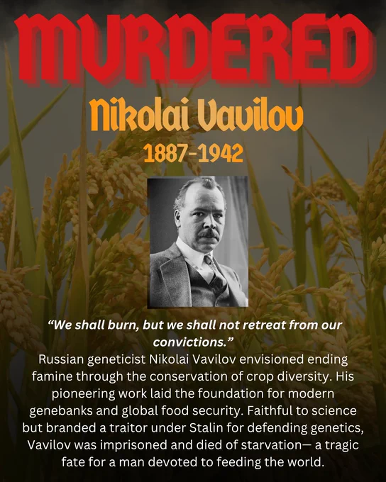Background photo of crops with a brown transparent overlay. Bold text reads: Murdered – Nikolai Vavilov 1887–1942. Below is a photo of Vavilov. Text reads: “Russian geneticist Nikolai Vavilov worked to end famine by conserving crop diversity. Faithful to science, he was branded a traitor under Stalin, imprisoned, and died of starvation, despite laying the foundation for modern genebanks and global food security.”