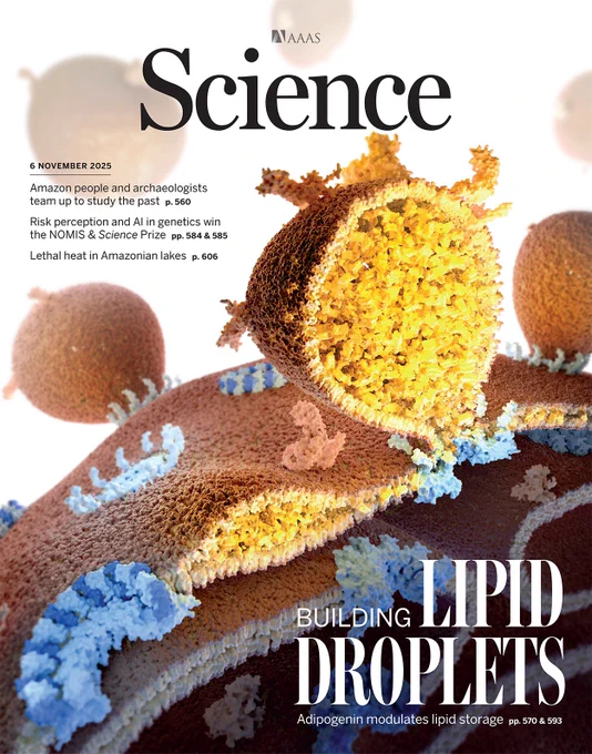 Lipid droplet growth is orchestrated by the seipin complex, which provides a structural platform for droplet nucleation and expansion. The microprotein adipogenin fine-tunes seipin’s conformation, remodeling its architecture to regulate lipid storage capacity. This modulation results in the formation of fewer but larger lipid droplets, revealing a key mechanism in lipid homeostasis. 