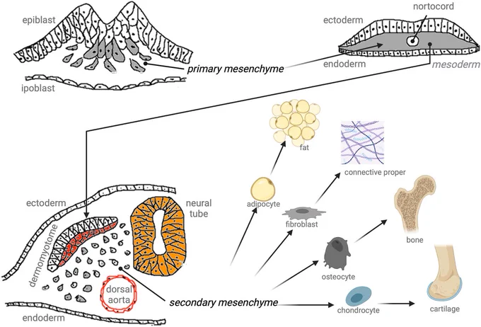Fig. 2. According to the traditional concept of mesenchyme, during embryonic development, mesenchymal-like tissues form through EMT from epithelial-shaped tissues in two major steps at the early stages of gastrulation. Specifically, the primary mesenchyme originates from the epiblast to form mesoderm and primitive endoderm; this process is regarded as the prototype of EMT. Subsequently, the mesoderm reverts to an epithelial morphology to generate transient embryonic structures, including somites, which then undergo a further round of EMT to generate secondary mesenchyme. Secondary mesenchyme is considered the embryonic connective tissue and provides the precursors of the connective tissues of the adult body.