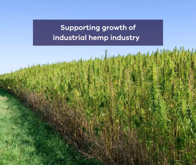 Field of industrial hemp under a clear sky with a caption that reads 'Supporting growth of industrial hemp industry.'
