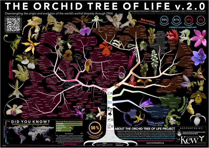 Fig. 1 The Orchid Tree of Life poster visually summarizes the main findings of our study, ‘The origin and speciation of orchids’ (Pérez-Escobar et al., 2024).