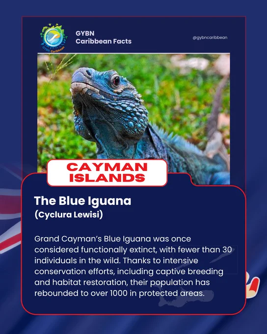 We’re back with more GYBN Caribbean fun facts, where we’re spotlighting the incredible wildlife, species recoveries, and biodiversity wonders that make our region so unique. 

This week, we’re heading to the Cayman Islands to learn more about the blue iguana with the most incredible comeback story💙🦎