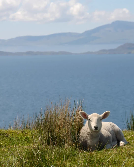 A sheep lies on grass in front of a body of water, with hills in the background.