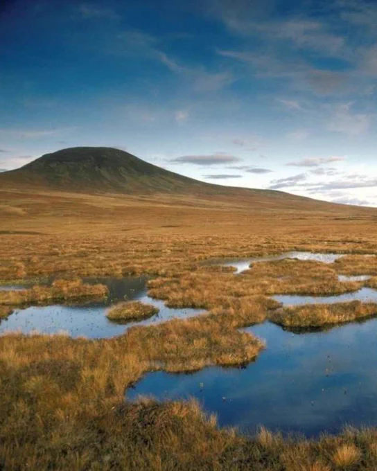 A peat bog in Scotland's Flow Country.
