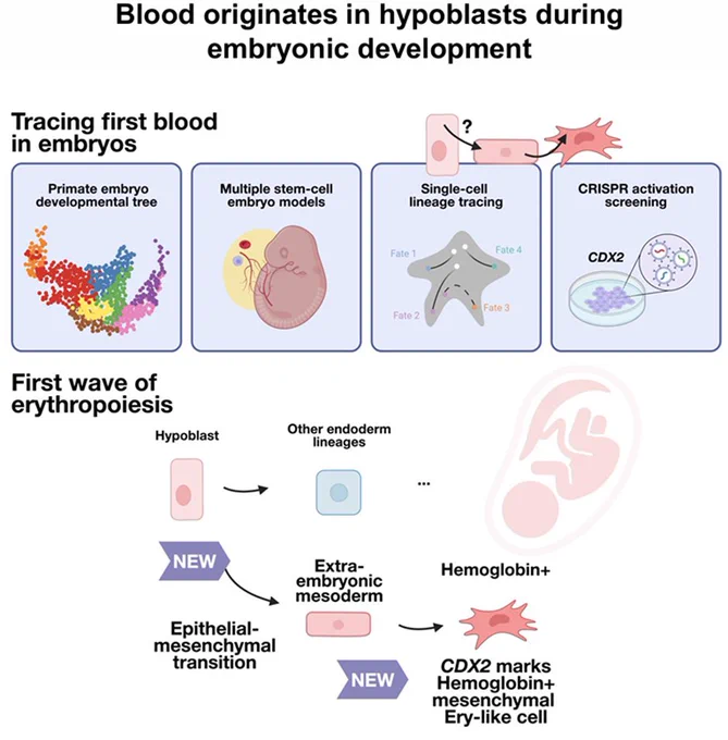 https://www.biorxiv.org/cgi/content/short/2025.11.07.687183v1