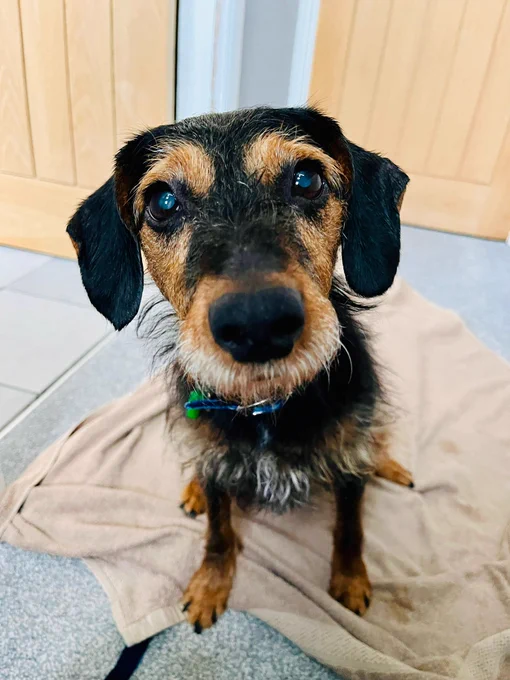 A close-up of Scout, a black and tan Patterdale terrier, sitting on a beige blanket and looking directly at the camera.
