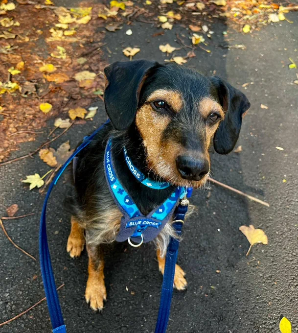 A photo of Scout sitting on the pavement with autumn leaves, looking past the camera.

