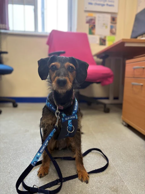 A photo of Scout sitting on the floor of an office, looking directly at the camera.
