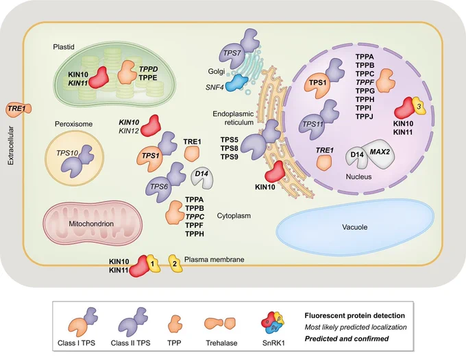 Fig. 3 Intracellular localization of proteins involved in trehalose 6-phosphate (Tre6P) biosynthesis and signalling in Arabidopsis thaliana.
