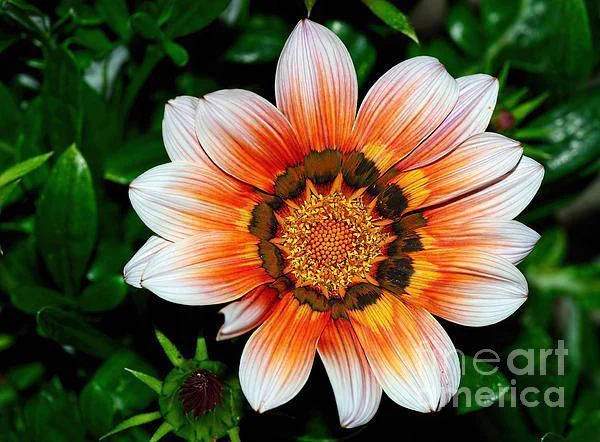 My neighbor loves Gazanias and always has an array of different Daisies in her garden in Sydney.

THE FINE ART AMERICA LOGO WILL NOT SHOW ON PURCHASED PRINTS OR PRODUCTS.

Kaye Menner Photography

[From Wikipedia]
Gazania is a genus of flowering plants in the family Asteraceae, native to Southern Africa.

They produce large, daisy-like composite flowers in brilliant shades of yellow and orange, over a long period in summer. They are often planted as a drought-tolerant groundcover.

The Daisy is pretty and versatile. Daisies are hugely popular too! There is a wide range of plants belonging to the Daisy family or Compositae (Asteraceae).There are annuals, perennials, shrubs and even trees. Some are hardy while others are tender. In fact, everybody should be able to find a plant to their taste within the huge daisy family! Some other well known plants like Osteospermum, Chrysanthemum, Gerbera and Calendula belong to the Daisy family.