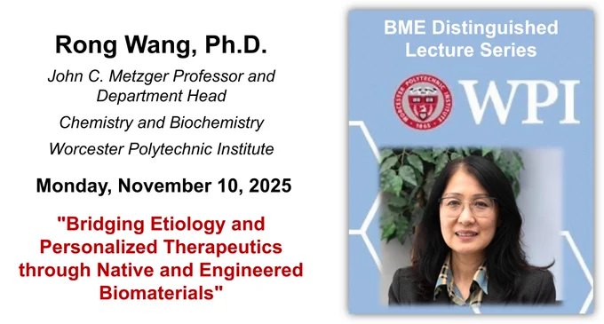 On the left-hand side of the image is speaker name, affiliations, and seminar information (including presentation title): 

Rong Wang, Ph.D.
John C. Metzger Professor and Department Head
Worcester Polytechnic Institute
 Monday, November 10, 2025 
"Bridging Etiology and Personalized Therapeutics through Native and Engineered Biomaterials"

On the right-hand side of the image is Dr. Wang’s headshot on top of a light blue background with “BME Distinguished Lecture Series” and the WPI seal. She is smiling at the camera and there is a gray wall and green plant in the background. She is an Asian woman with dark hair just past her shoulders. She is wearing glasses and a plaid collard shirt under a black blazer. 
