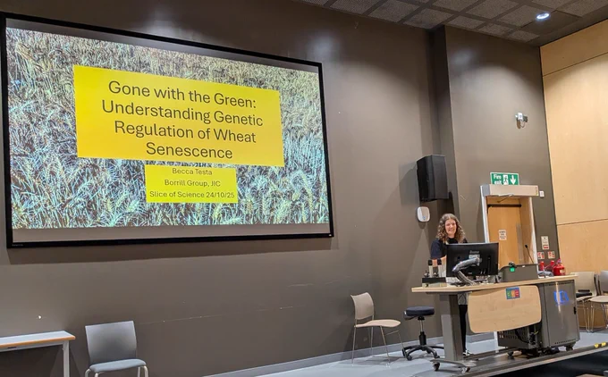 Speaker Becca Testa at the podium presenting her talk titles "Gone with the Green: Understanding Genetic Regulation of Wheat Senescence". Text underneath reads "Becca Testa, Borrill Group JIC, Slice of Science 24/10/2025".