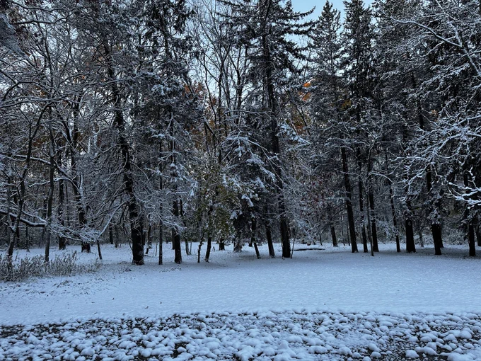Snowy pine trees
