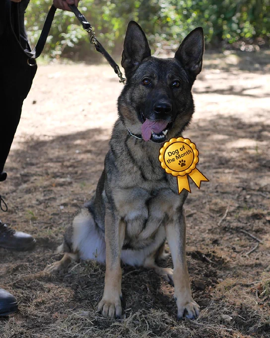 A female German Shepherd dog sits, looking at the camera, in the shadow of a pine tree. There are pine needles underneath her and some greenery in the background. A police officer can be seen, mostly out of shot, holding her lead. There is a cartoon rosette on the dog's collar that reads 'Dog of the Month'.