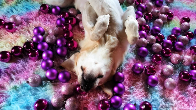 Cremefarbener Labrador liegt entspannt mit angewinkelten Vorderpfötchen auf dem Rücken auf einer Pastell-regenbogenfarbenen Flokati-Decke. Um ihn herum sind lila, rosa und pinkfarbene Christbaumkugeln verteilt. 