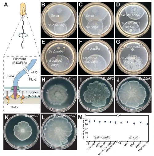 Propulsion-independent surface migration in S. enterica LT2 and E. coli.