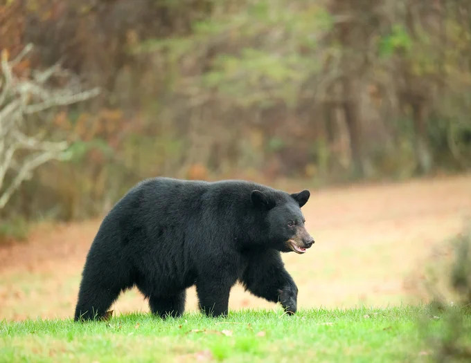 Maryland black bear, photo by Mitch Adolph, submitted to the 2023 Maryland DNR photo contest.