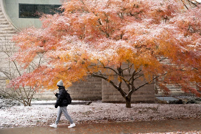 A Cornellian walks past a vibrant maple tree with autumn leaves dusted with snow.