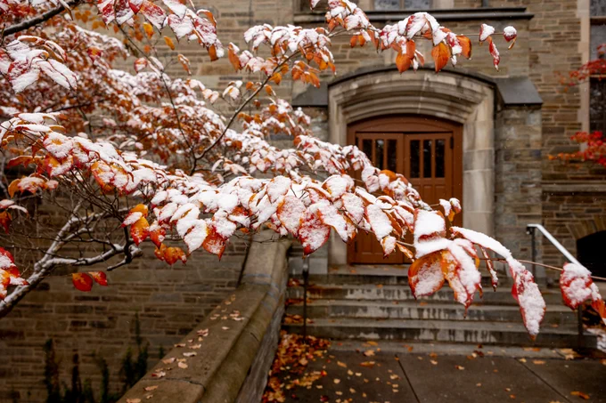 Snow-dusted autumn leaves on branches in front of a stone building with a wooden door at Cornell University.