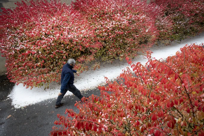 A Cornellian walking by vibrant red bushes dusted with snow.