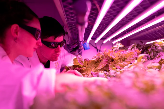 Engineers monitor crops in sustainable indoor farm.