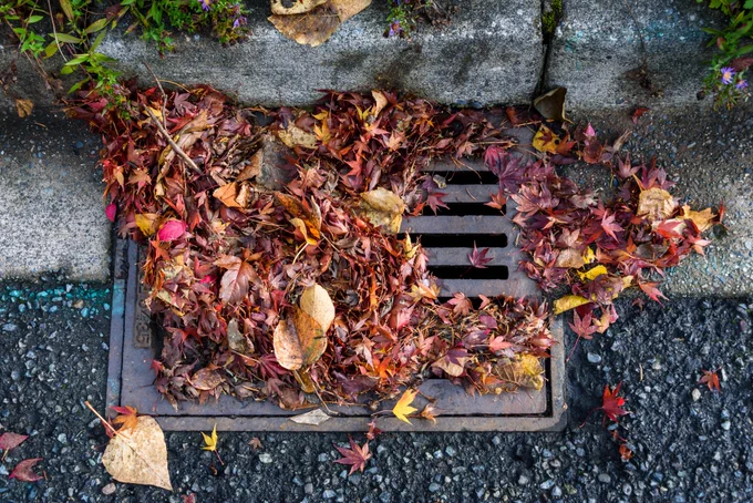 Flooding threat, fall leaves clog a storm drain on a street on a wet day.