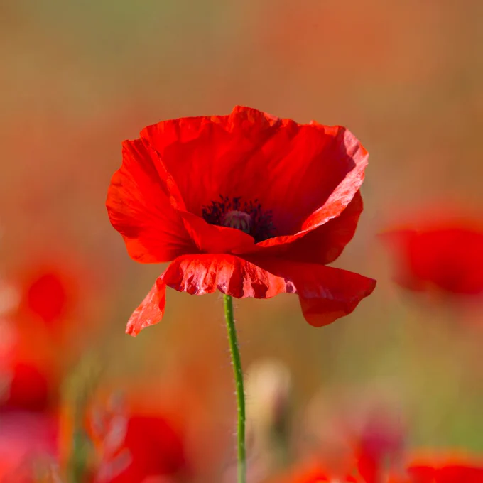 Close-up of a vibrant red poppy with a dark center, set against a blurred background of similar poppies, creating a field of red. The poppy stands tall on a green stem, highlighted by natural lighting.