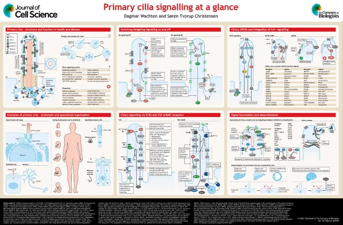 JCS poster - Primary cilia signalling at a glance