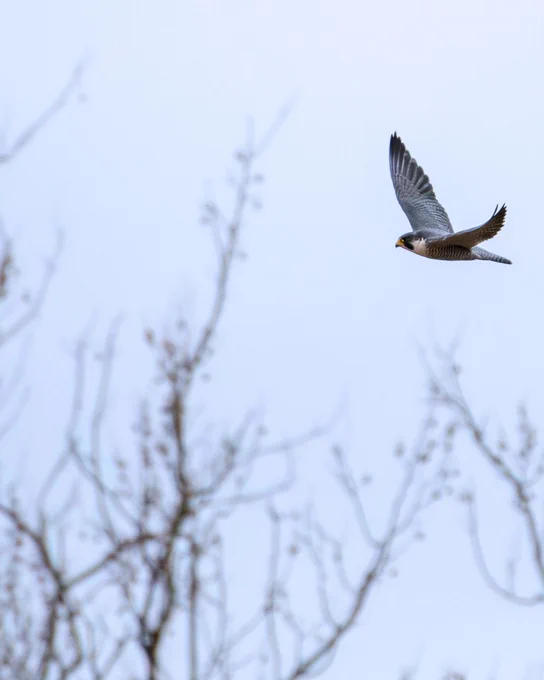 A Peregrine Falcon in flight above bare trees.