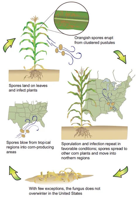Southern rust disease cycle illustration showing spore movement from the southern regions where it overwinters to the northern regions where large amounts of corn are grown. 