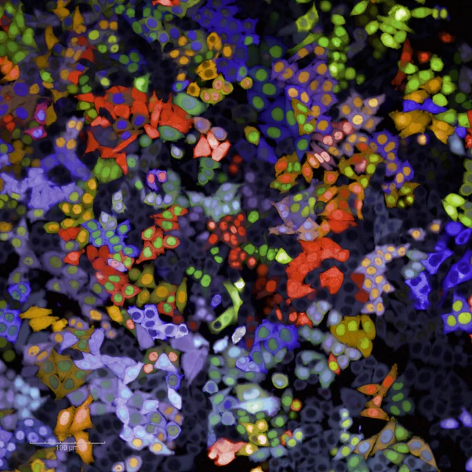 Pooled cells expressing RainBar fluorescent barcodes imaged together in a single field during live cell imaging.