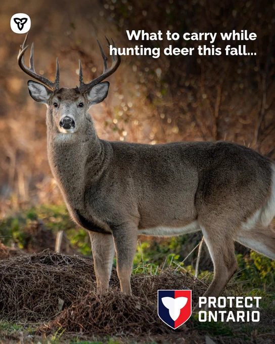 A deer in a field. Text reads, “What to carry while hunting deer this fall...” 