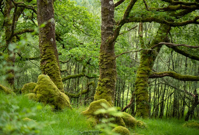 Beautiful mossy woodland with trees and rocks