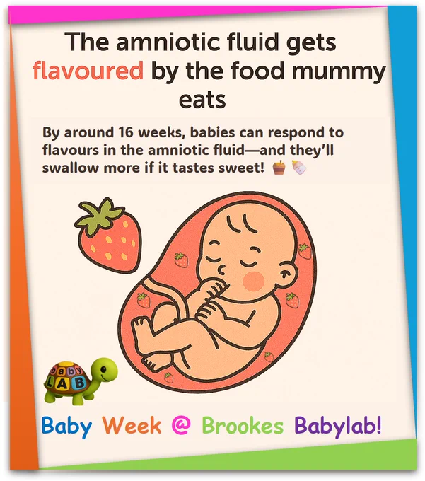 A cartoon of a baby in the womb with strawberries pictured in the aminotic fluid. The text on the image reads: By 16 weeks, babies in the womb can taste! The amniotic fluid gets flavoured by what mum eats—and if it tastes sweet, babies swallow more of it! Baby week @ Brookes Babylab