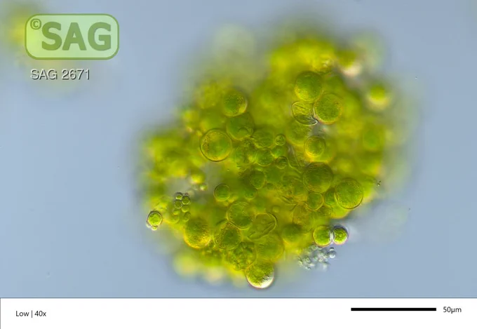 phase contrast microscopy image of bright green unicellular alga with round cells arranged in a cluster. The image has SAG watermark on it