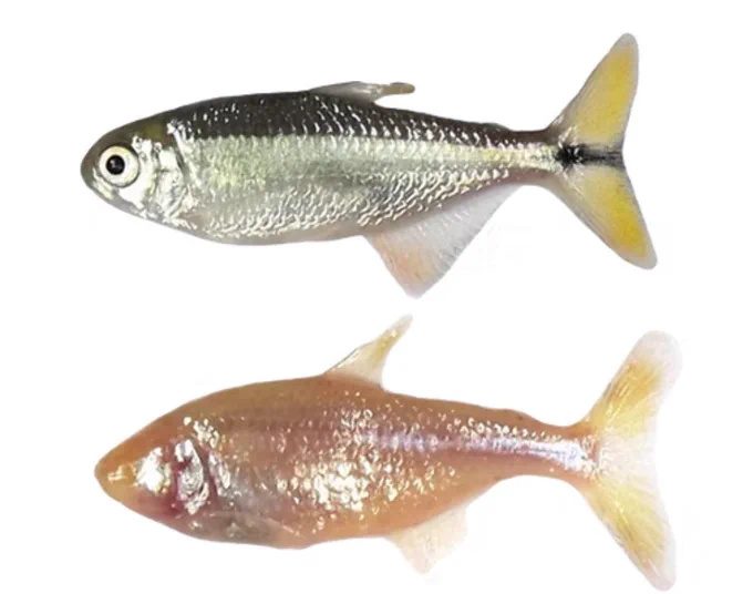 Cave fish