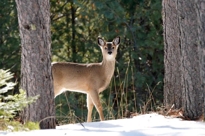 Doe in a snowy forest. 