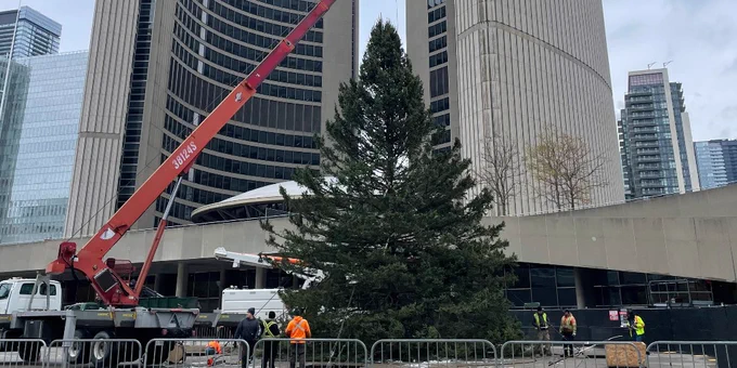 Workers install a large Christmas tree in front of Toronto City Hall using a red crane.
