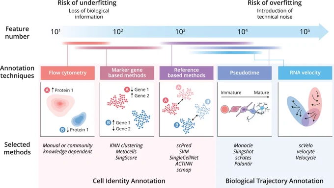 Figure 2 from linked paper: “Tools for cell identity and biological trajectory annotation.” The figure caption reads, “Techniques are arranged according to the number of features used to capture biological variation. These methods rely on measuring similarities or differences between cells to assign annotations. Using too few features may obscure important biological signals, whereas using too many can introduce non-biological technical noise and increase the risk of overfitting.” 