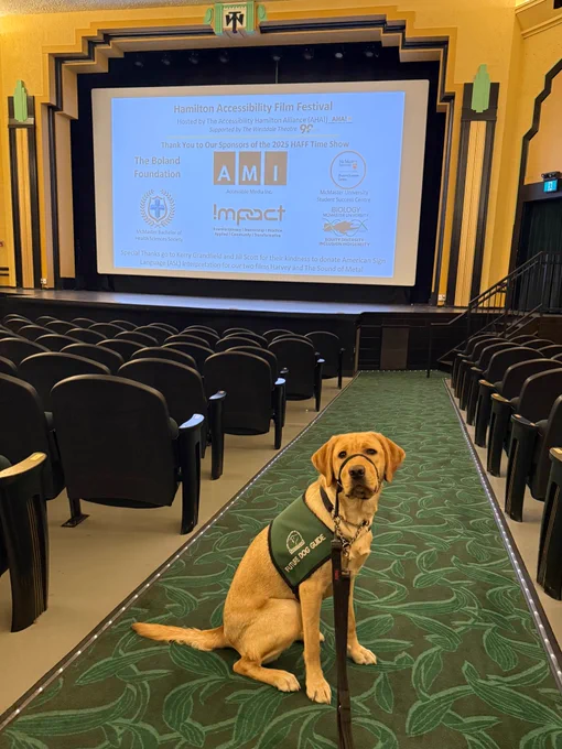 Yolanda (golden retriever guide dog in training) is posing in a seated position at the aisle in the Westdale theatre wearing a green guide dog in-training vest, during the Hamilton Accessibility Film festival, presented by the Accessibility Hamilton Alliance (AHA!). The background is the image from AHA thanking their donors and sponsors of the event. 