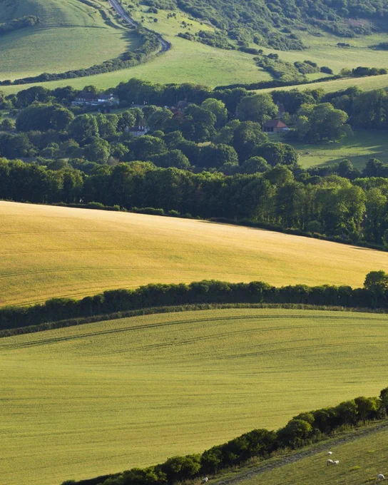 Green arable farm fields separated by hedgerows