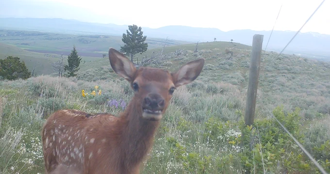 Elk fawn standing next to a fence in a prairie looking into game camera.  