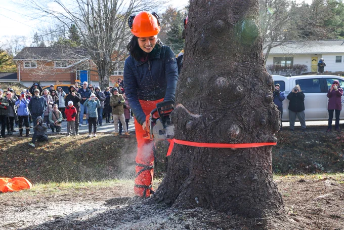 Boston Mayor Michelle Wu, takes a turn at making cuts in the tree.