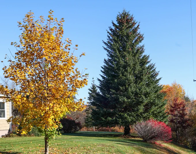 This year's Tree for Boston, a 13.7-metre white spruce from Martins Brook, Lunenburg County, stands before a bright blue sky.