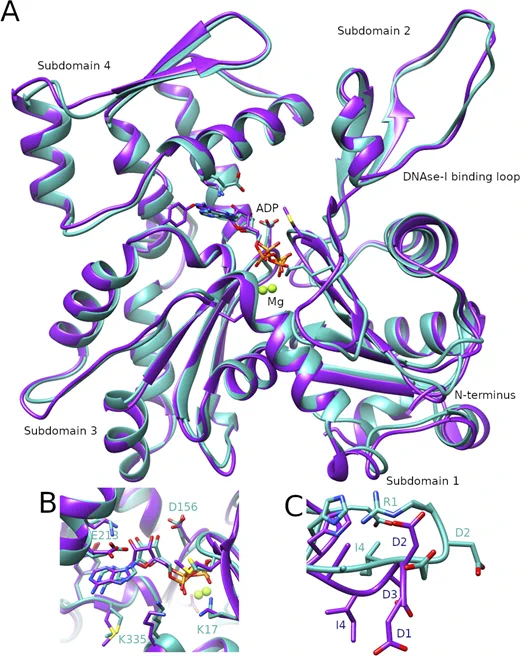 The local resolution map of R-β-actin and comparison of the R-β-actin, chicken, and rabbit skeletal muscle actin structures