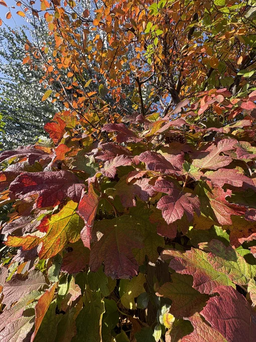 柏葉紫陽花（カシワバアジサイ）とジューンベリーの紅葉
