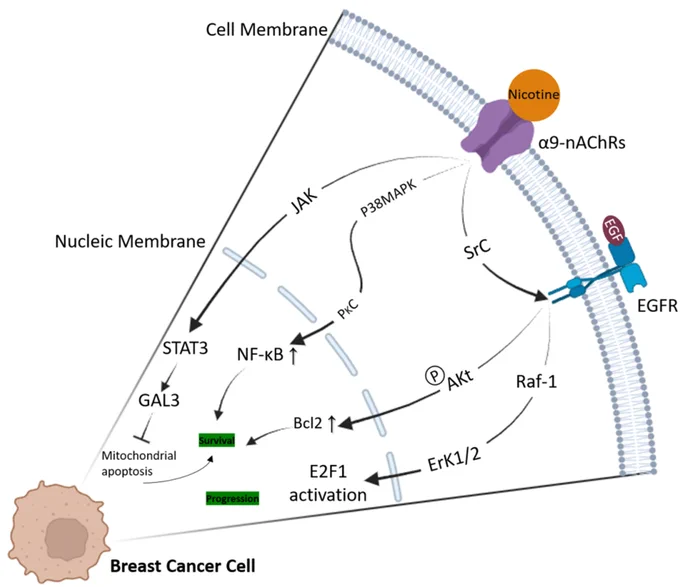 Cancer Reports https://doi.org/10.1002/cnr2.70387