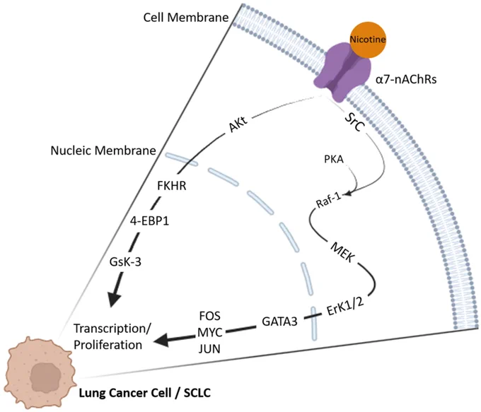 Cancer Reports https://doi.org/10.1002/cnr2.70387